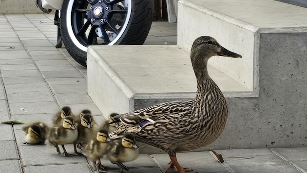 This duck family probably wanted to say a quick "hello" to the platoon commander of the Eisenstadt city fire department. (Bild: Stadtfeuerwehr Eisenstadt)