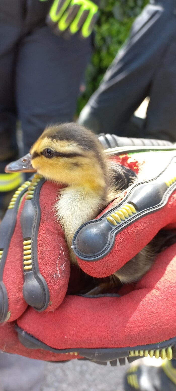 Die kleinen Flauschbälle wogen fast nichts.