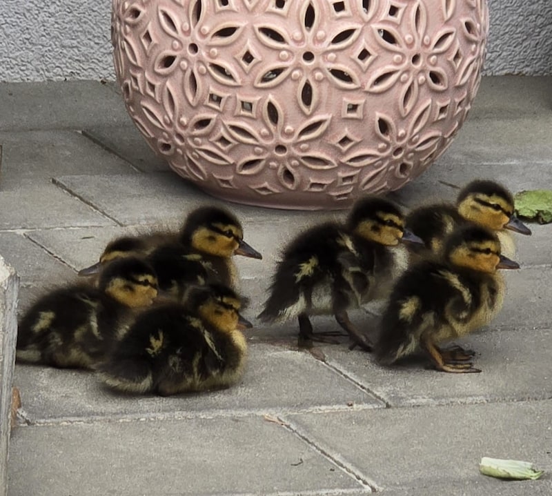 The chicks had dutifully followed their mother. (Bild: Stadtfeuerwehr Eisenstadt)
