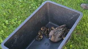 Neun Entenküken und ihre Mama konnten gerettet werden.