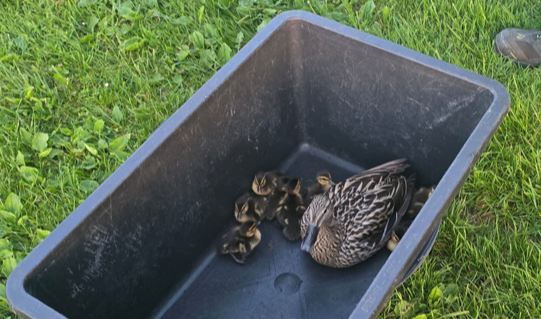 Neun Entenküken und ihre Mama konnten gerettet werden. (Bild: Asfinag)