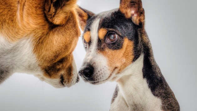 Untersuchungen des Erbguts und des Schädels ergaben keine grundsätzlichen Unterschiede beispielsweise zwischen Spürhunden und anderen Hunden. (Bild: Pixabay)