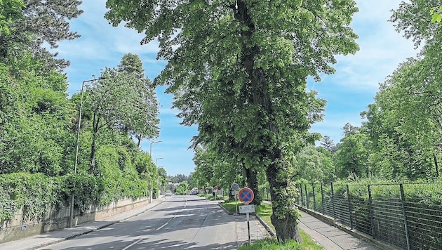 Diese Allee wird ausgerechnet einem umweltfreundlichen Radweg geopfert. (Bild: zVg)