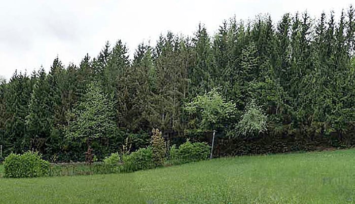 Dieses „Suchbild“ unterscheidet sich durch mehr als fünf Bäume. 