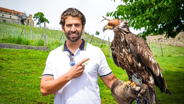 Swen Temmel színész vette át a Weinhappel család Riegersburg kastélyában, a fantasztikusan szép Vulkánföldön található Riegersburg kastélyban található ragadozómadár-megfigyelőközpontban ennek az egyéves kopaszsasnak a pártfogását. A fiatal sas, amely csak öt-hat éves korában kapja meg jellegzetes fehér fejtollazatát, azonnali hatállyal a "Swen" nevet kapta. (Bild: Pail Sepp/Sepp Pail)