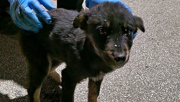 Dieser Hundewelpe ist als blinder Passagier von Rumänien nach Deutschland gereist. Er wurde in ein Tierheim gebracht. (Bild: Facebook/Polizei Lübeck und Ostholstein)