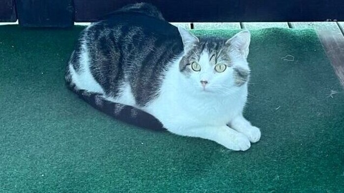Dieser Kater verhielt sich aggressiv.