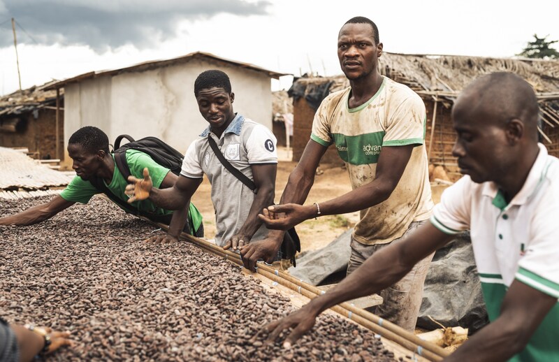 Fildişi Sahili'nden küçük çiftçiler kakao çekirdeklerini kurutuyor. (Bild: FAIRTRADE/Christoph Köstlin)