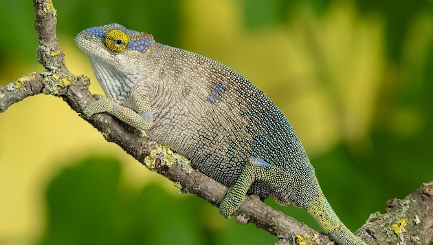 Finger weg von exotischen Wildtieren im Wohnzimmer! Im Tiergarten leben sie artgerecht und können genau beobachtet werden! (Bild: Daniel Zupanc)