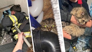Kater „Nilo“ zeigte sich nach seiner Rettung aus der Wand wenig einsichtig.