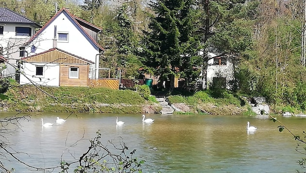 Am Sonntagabend war die getötete Schwänin noch mit vier Artgenossen auf der Steyr herumgeschwommen (Bild: zVg)