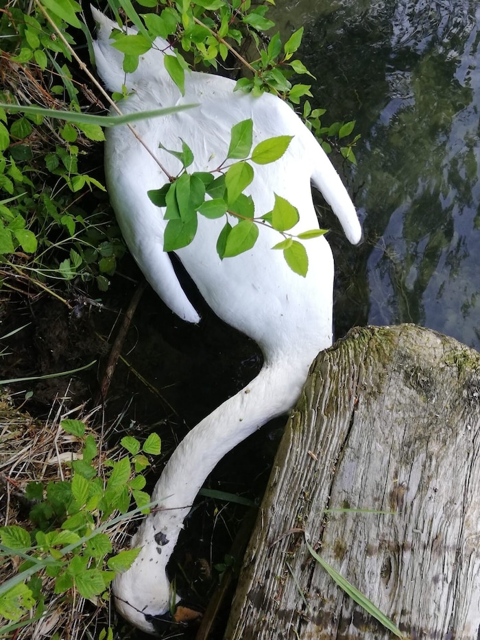 The back of the carcass was intact, but the front was so torn open in the belly area that the ...