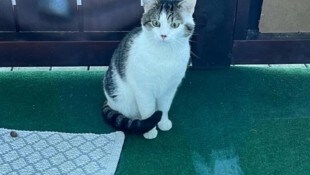 Dieser Kater hatte sein Frauerl gebissen.