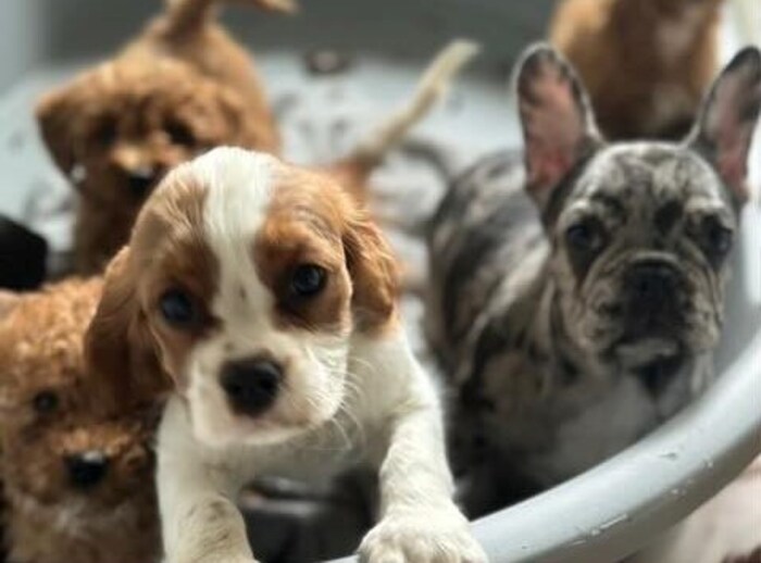 Bu sevimli köpeklere "kaçak mal" muamelesi yapılmıştır. Yeterince büyüdüklerinde iyi yerlere gidiyorlar.