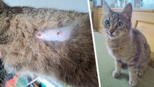 Hier sieht man die beiden Einschussstellen auf „Peccos“ Körper