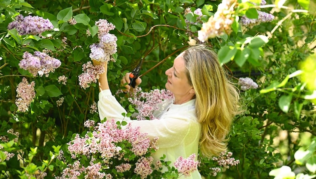 Patricia Haslinger beim Ernten der Zutaten. (Bild: Wenzel Markus)