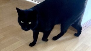 Als äußerst aggressiv bezeichnen die Kläger diesen Kater – er wurde nun im wahrsten Sinne des ...