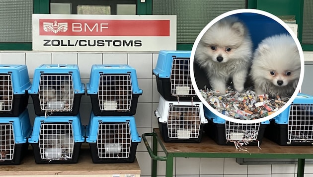 Heartbreaking animal suffering in transport crates: These adorable puppies were rescued—along ...