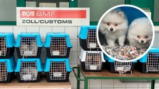 Trauriges Tierleid in Transportboxen: Diese süßen Hundebabys wurden mit anderen Welpen von heimischen Zollbeamten auf der „Süd“ nahe der Grenze aus dem Auto-Kofferraum gerettet. (Bild: BMF Krone KREATIV,)