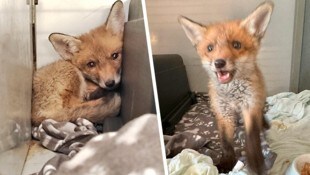 Das Fuchsbaby wird nun im Tierschutzhaus Vösendorf aufgepäppelt.