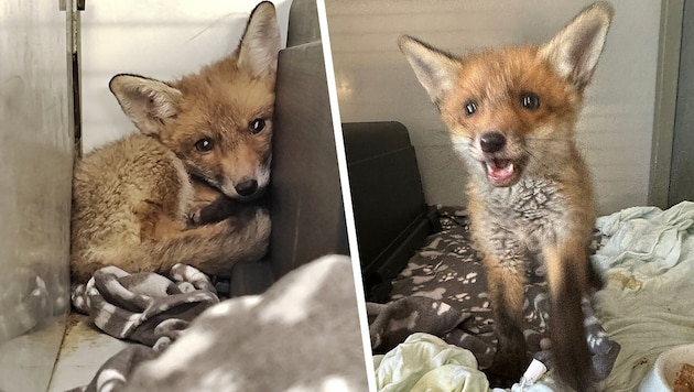 Das Fuchsbaby wird nun im Tierschutzhaus Vösendorf aufgepäppelt. (Bild: Tierschutz Austria Krone KREATIV,)