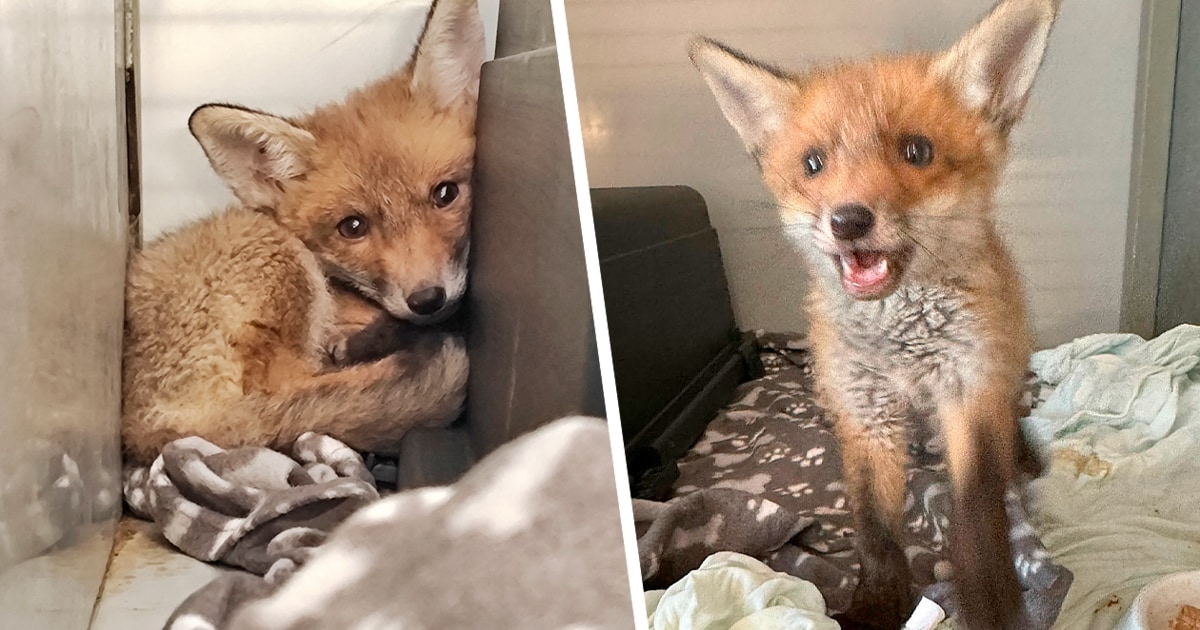 Puppy rescued – animal rights activists are looking for a companion for the fox “Napoleon”