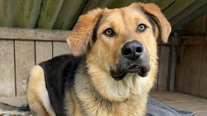 The sweet mongrel Apollo.