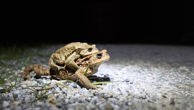 In spring, countless toads die when crossing roads. (Bild: Karsten Roth)