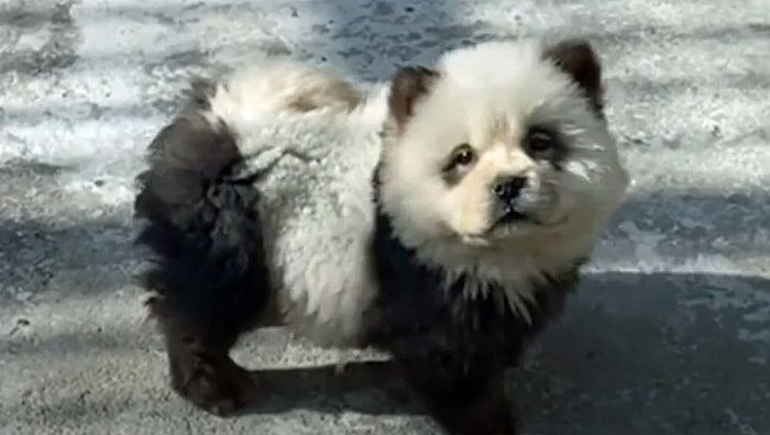 Kein Platz für echte Pandabären, deshalb mussten Hundewelpen im „Pandakostüm“ herhalten.