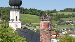 Am 22. April wurden die Störche in Obertrum erstmals beobachtet. (Bild: zVg)