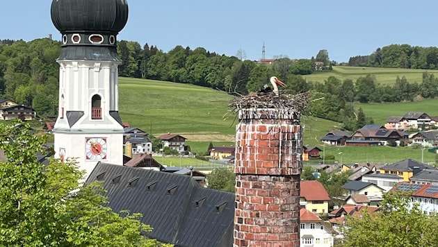 Am 22. April wurden die Störche in Obertrum erstmals beobachtet. (Bild: zVg)