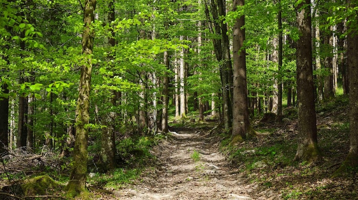 Beim EU-Vorhaben geht es um die Wiederbelebung zerstörter Naturparadiese.