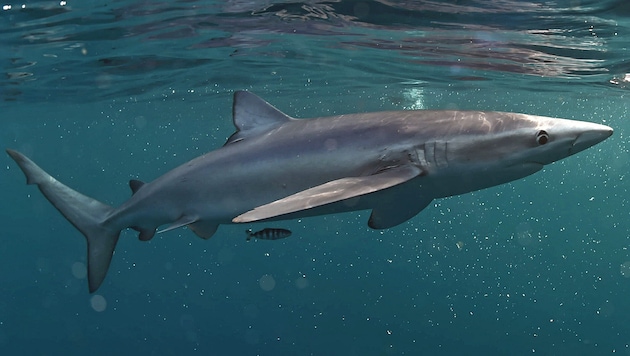 The blue shark can be dangerous to humans. (Bild: URIADNIKOV SERGEI stock.adobe)