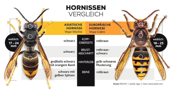 Für den Laien ist es gar nicht so einfach, die Hornissenarten voneinander zu unterscheiden.