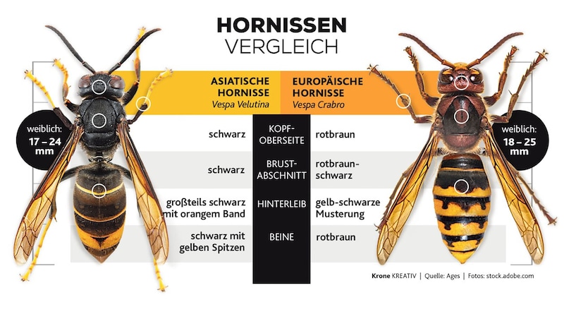 Für den Laien ist es gar nicht so einfach, die Hornissenarten voneinander zu unterscheiden. (Bild: Honorar)