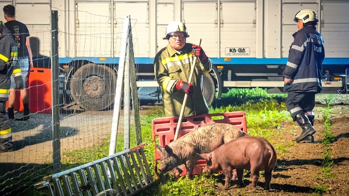 Die Feuerwehr konnte viele Schweine retten