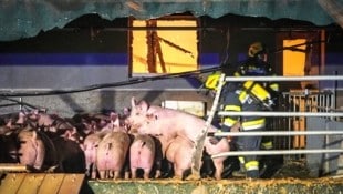 Nicht alle Schweine konnten gerettet werden (Bild: Pail Sepp)