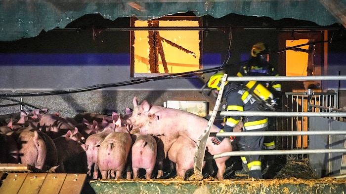 Die Feuerwehr konnte viele Schweine retten