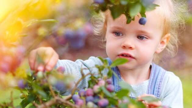 Ein wunderbares regionales Lebensmittel mit positiver Wirkung auf unsere Gesundheit: Heidelbeeren. (Bild: stock.adobe.com/Ramona Heim)