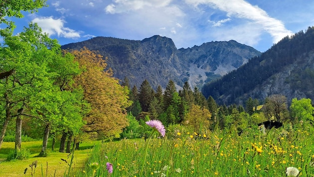 Auf dem Weg zum Gravestobel wandert man über blühende Frühlingswiesen. (Bild: Rubina Bergauer)