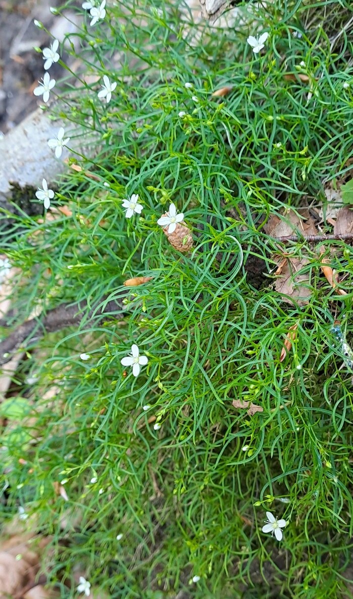 Nabelmieren