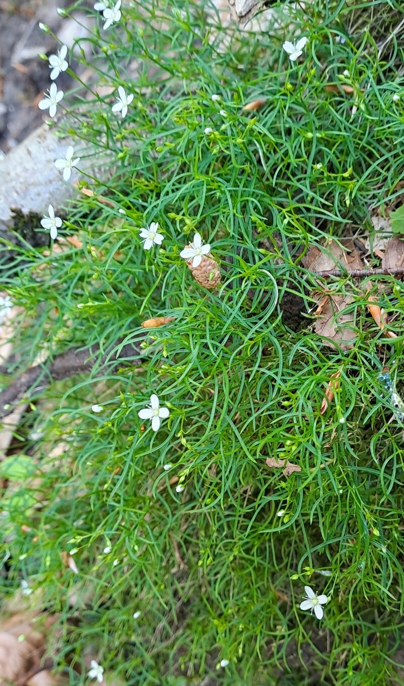 Nabelmieren (Bild: Rubina Bergauer)