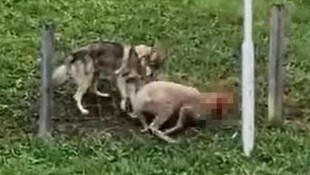 Eine Szene aus dem grausamen Video.