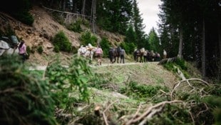 Der vielseitige Tiroler Noriker hat den Bewohnern der Alpen über Generationen als kräftiges und verlässliches Arbeits- und Zugpferd gedient. Dass sie auch heute noch pure Muskelpakete sind, stellten die gutmütigen Tiere im Oberland unter Beweis. (Bild: Elisabeth Fitsch)