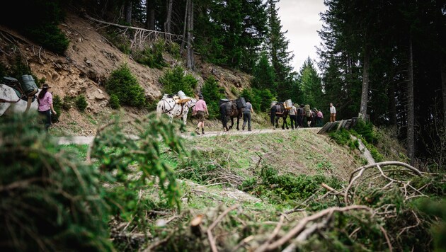 The versatile Tyrolean Noriker has served the inhabitants of the Alps as a strong and reliable workhorse and draught horse for generations. The good-natured animals in the Oberland proved that they are still pure muscle packs today. (Bild: Elisabeth Fitsch)