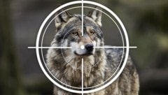 Der dritte Wolf wurde im Bezirk Zwettl erlegt.