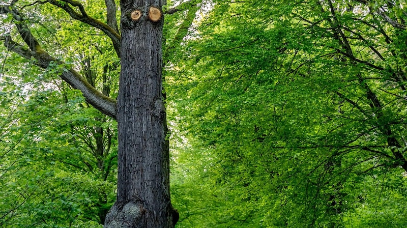 Unterhalb des Schlosses ragen 400 Jahre alte Eichen in den Waldhimmel. (Bild: Imre Antal)