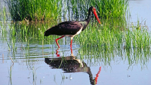 The black stork is just one of the wondrous creatures that have found refuge here. (Bild: F.Hahn/4nature)