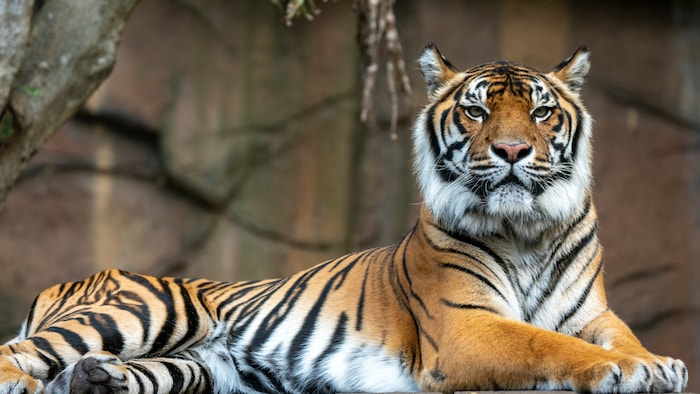 Sumatra-Tiger (Panthera tigris sumatrae)