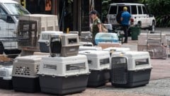 Fast 300 Tiere (im Bild die Transportboxen) sind von Polizisten, Tierärzten und Beamten des Umweltministeriums in ein Wildtierzentrum gebracht worden. (Bild: AFP/Ezequiel Becerra)